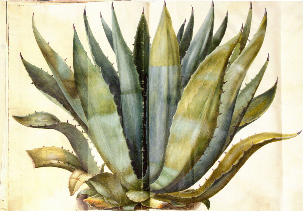 About Agave Nectar